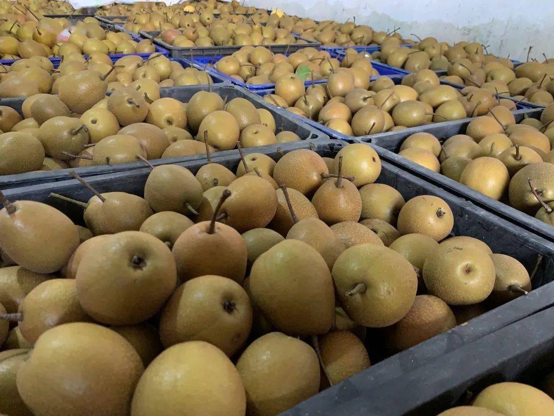 "仪式感"不能少浦江人喜爱的老味道熟了_梅梨_销售_种植户