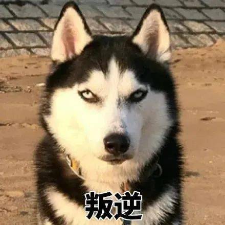 二哈哈士奇表情包