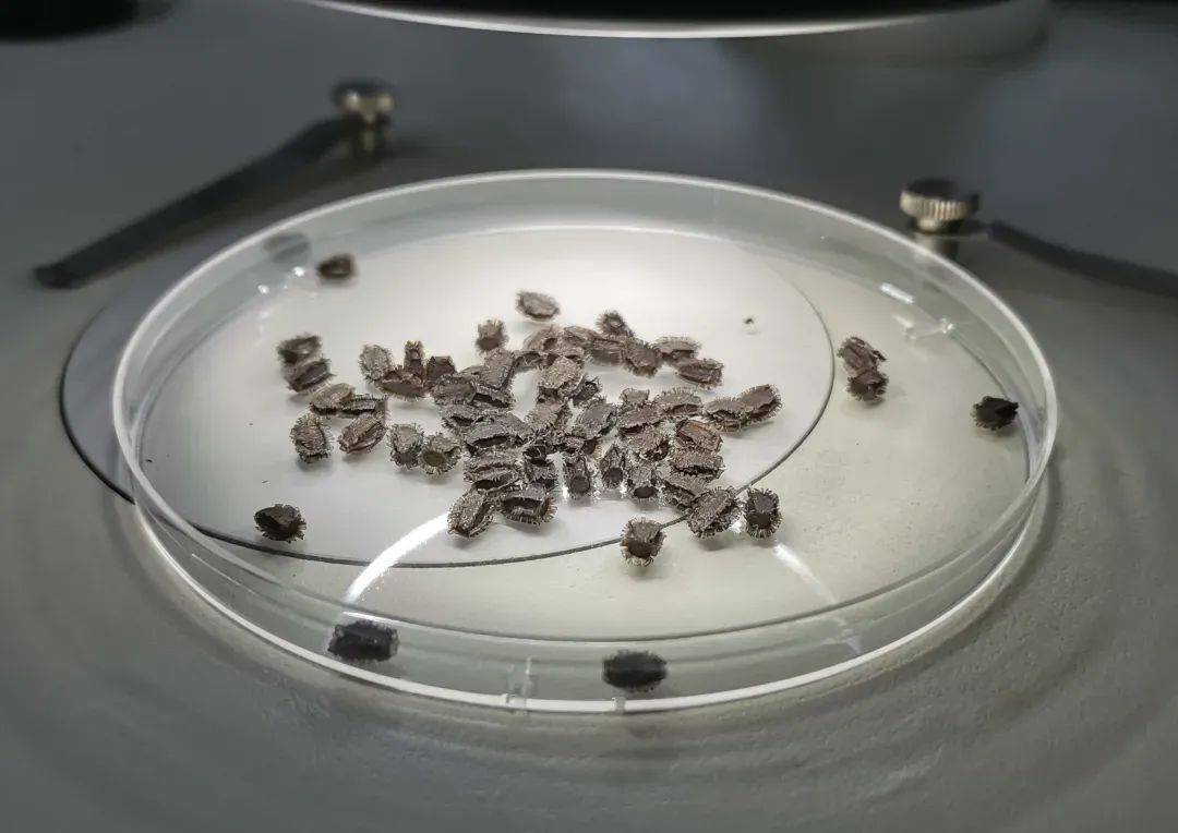 查获166枚"异宠"虫卵_海关_竹节虫_邮件