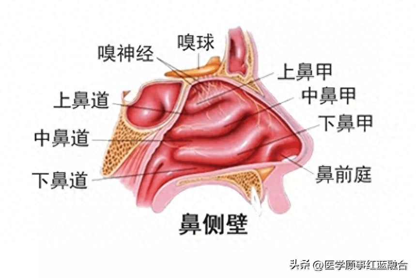 鼻窦的结构图图片