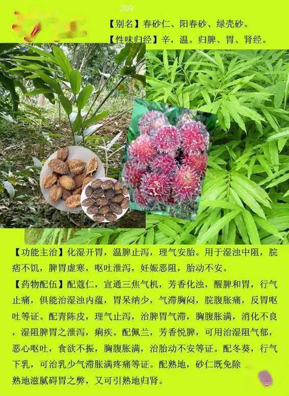 农村中草药名称及图片图片