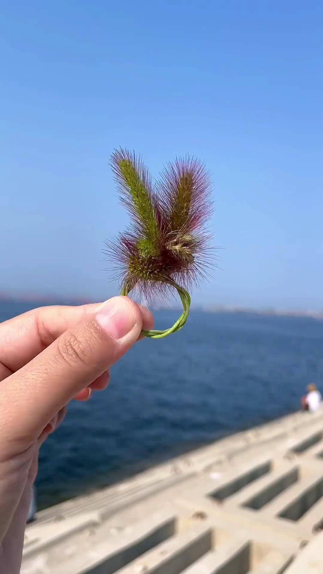 夏天来了,一起狗尾草做个可爱的兔子戒指 亲子手工 手工diy 狗尾巴草