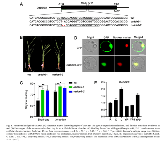 为了研究osdde9与抽穗期的关系,我们进行了多种单倍型比较(图2).s7).