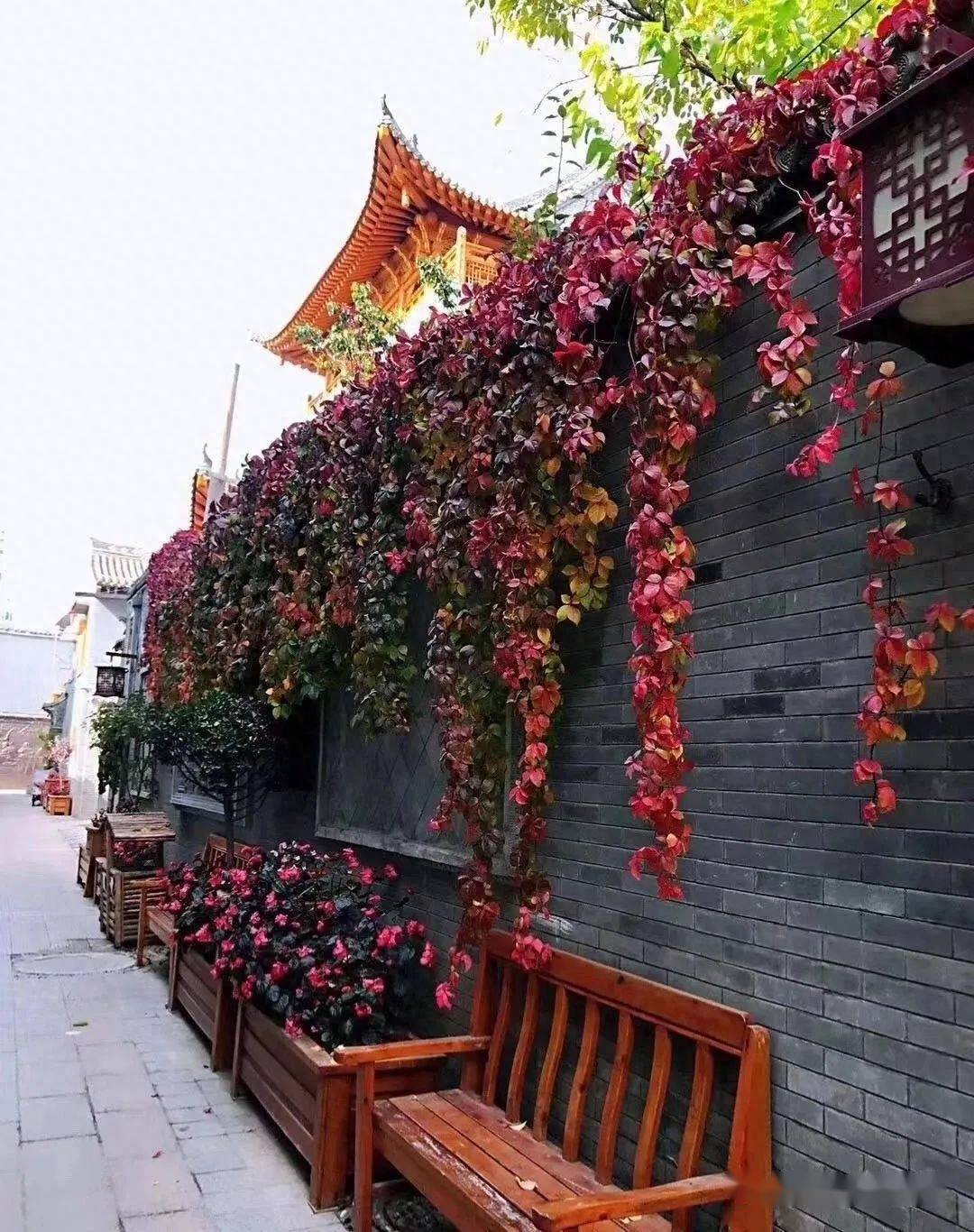 临夏的各大景区的绚丽秋色都藏在这些地方啦~