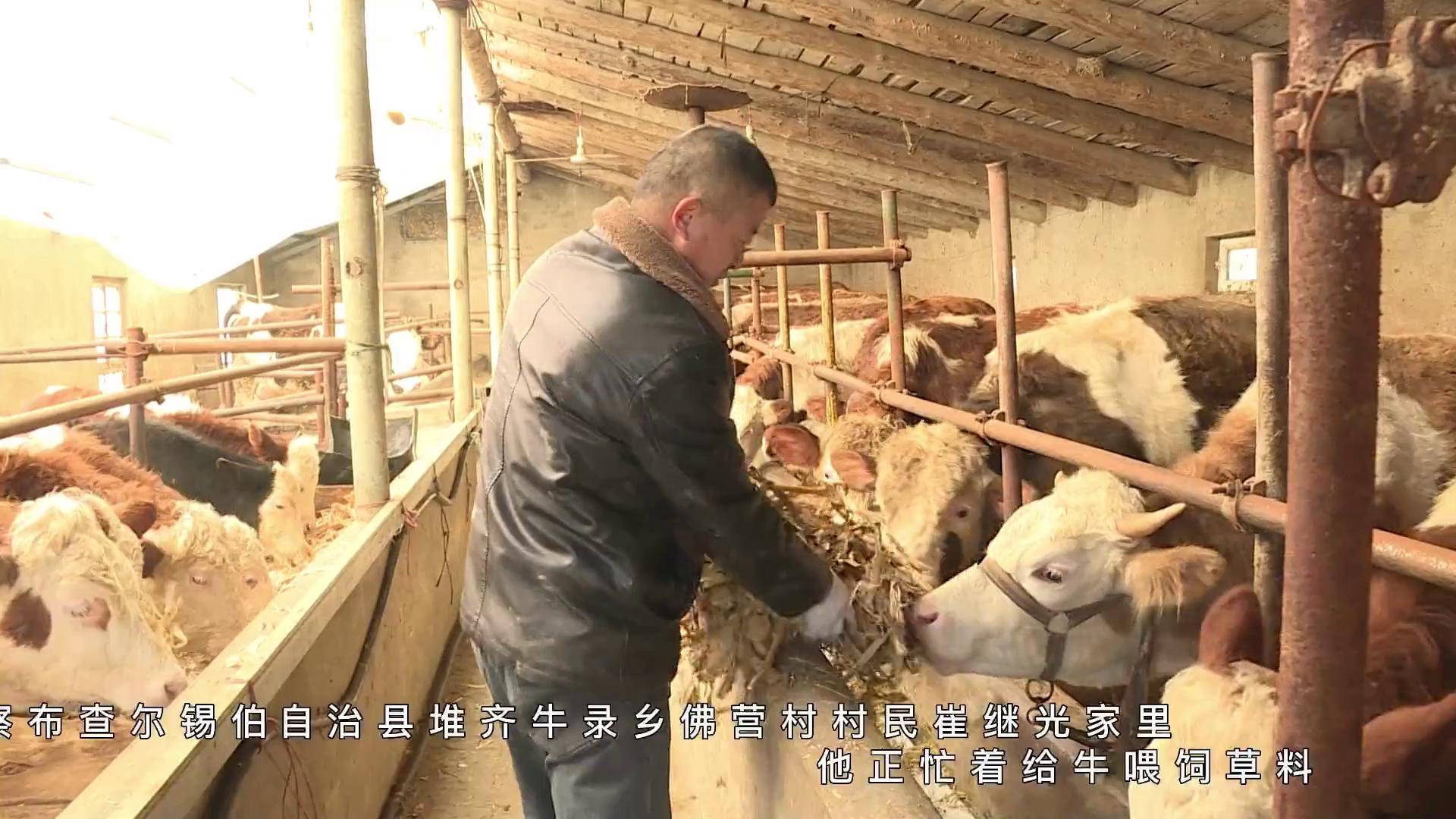 致富经最新养牛视频(致富经养牛人成功视频)