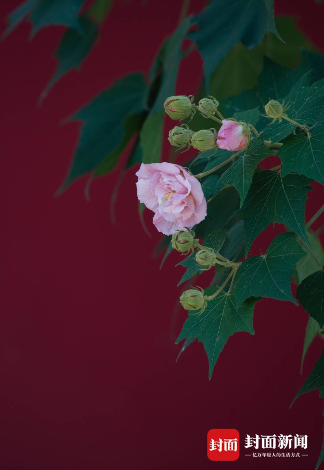 图集丨阳光相伴芙蓉花开 周末秋游正当时