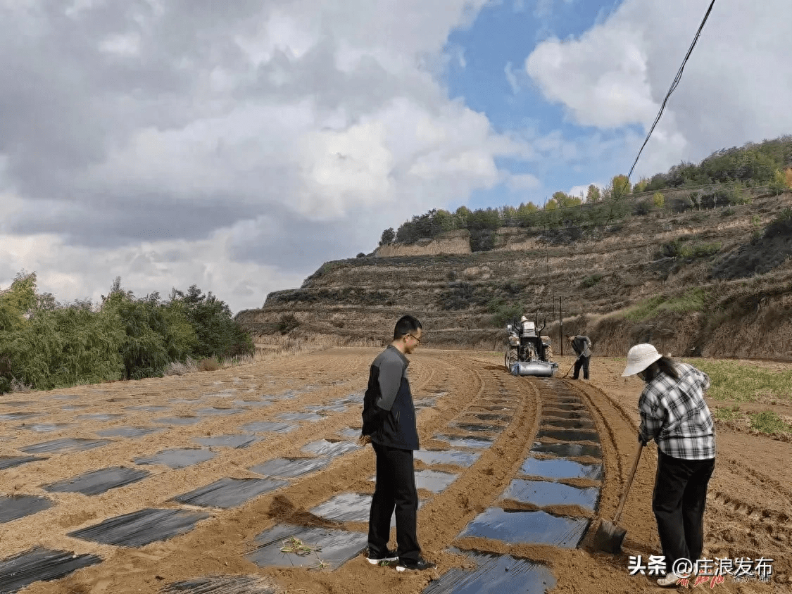 农忙画卷:庄浪田间"膜"法了解下_覆膜_工作_赵墩乡