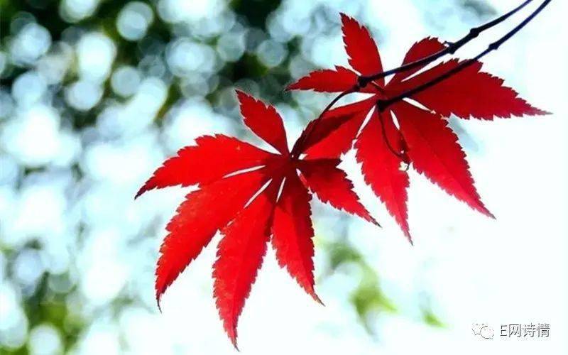 青霜白露频临,寒英吐艳,丹桂聚浓香.又见西山旗漫卷,枫树红叶新装.