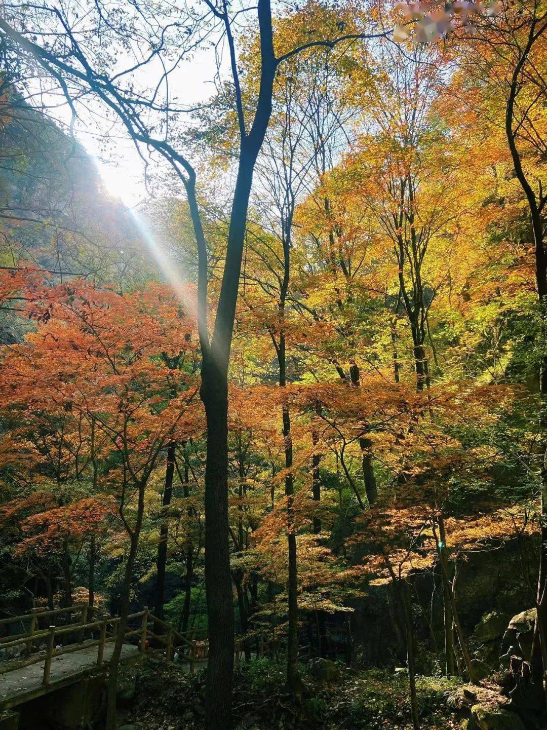 太惊艳,牛背梁绝美峡谷,现在来刚刚好!错过再等一年!_门票_本人_原件