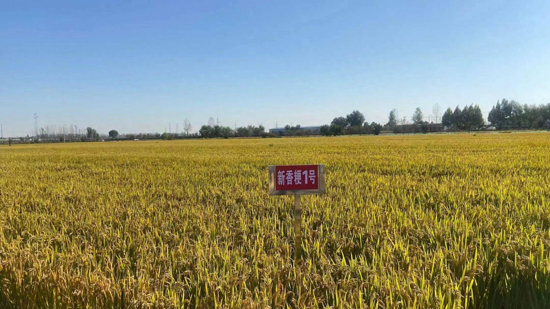 农谷日志丨原阳大米再注"新"科技_原阳县_新乡市_水稻