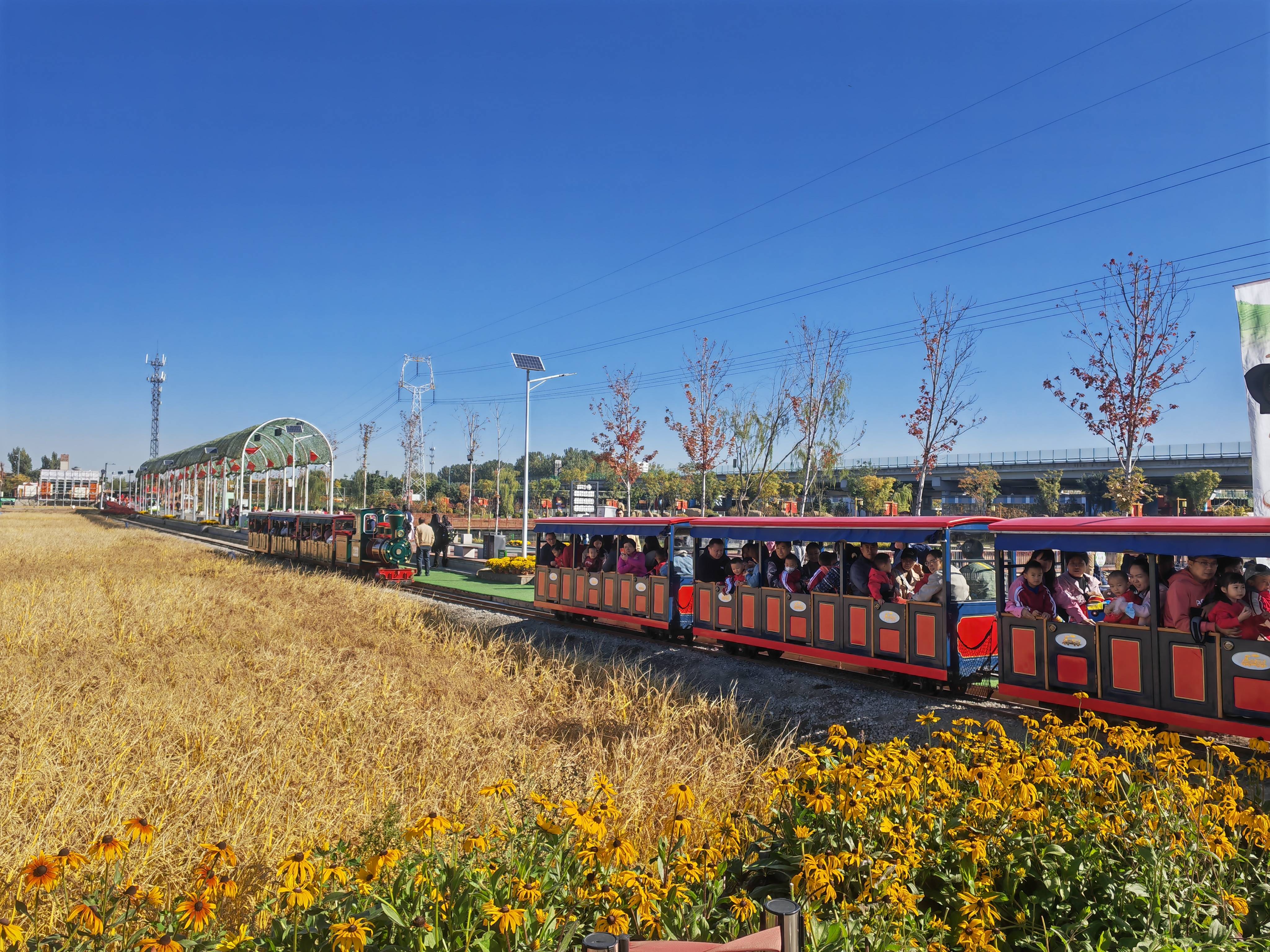 米埗村稻田小火车图片