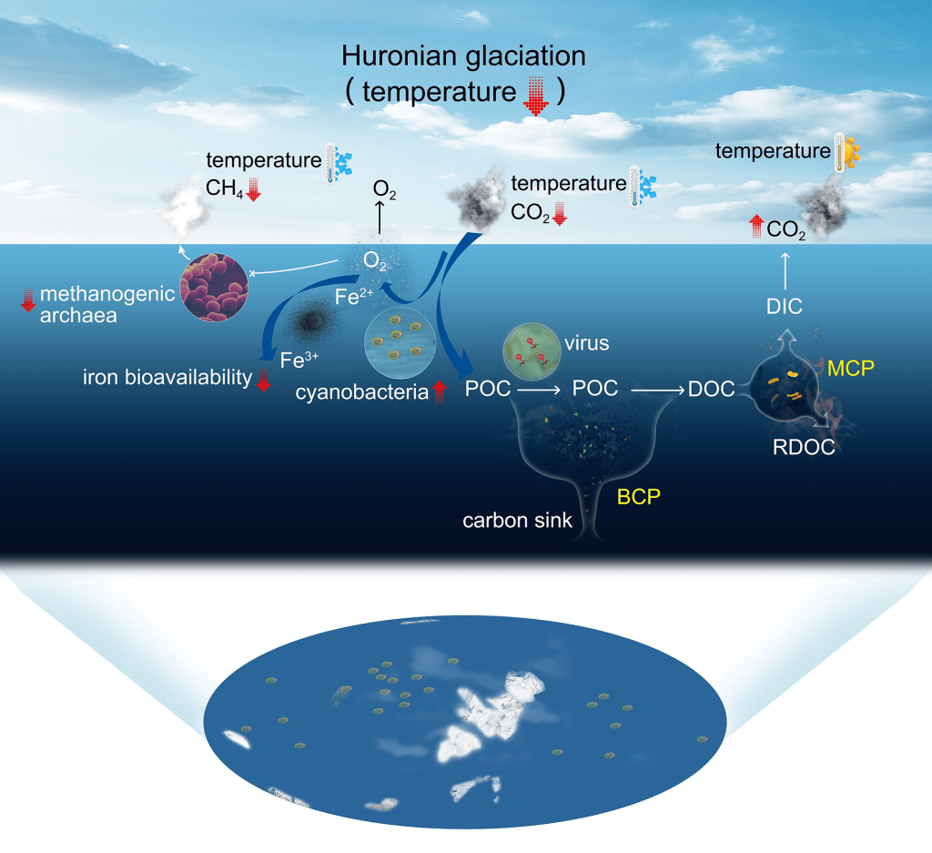 宁波大学海洋学院姜海波团队在海洋生物碳汇与气候调控方面取得新进展