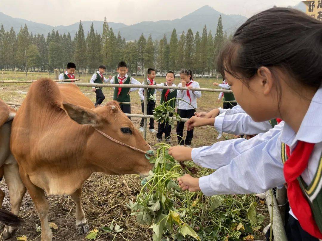 临海市尤溪镇中心校图片