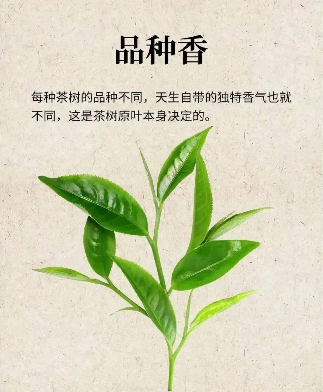 岩茶的品种植物特征参考  罗盛财编著《武夷岩茶名丛录》品鉴:白瑞香