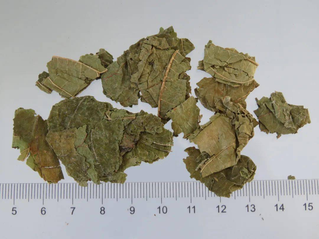 【养生】霜降后,这味中药效力倍增,用法多样_桑叶_的作用_功效