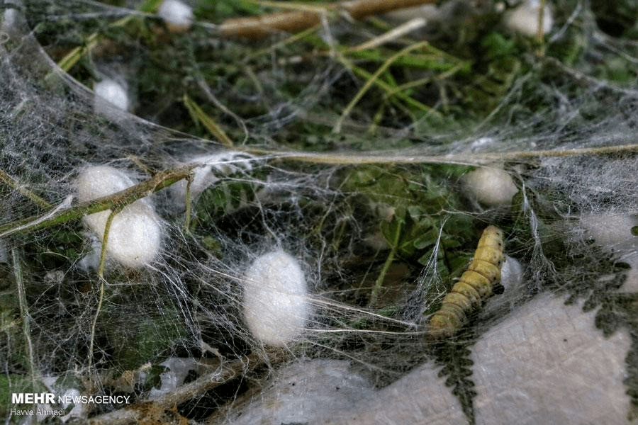 and cocooning(4)變形和結繭silk moths usually emerge from their