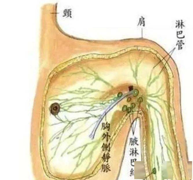 淋巴排毒意義重大!_按摩_疾病_腹股溝