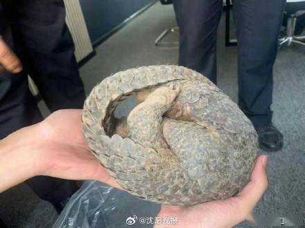 以为有蛇偷蛋村民扒开枯枝发现国宝