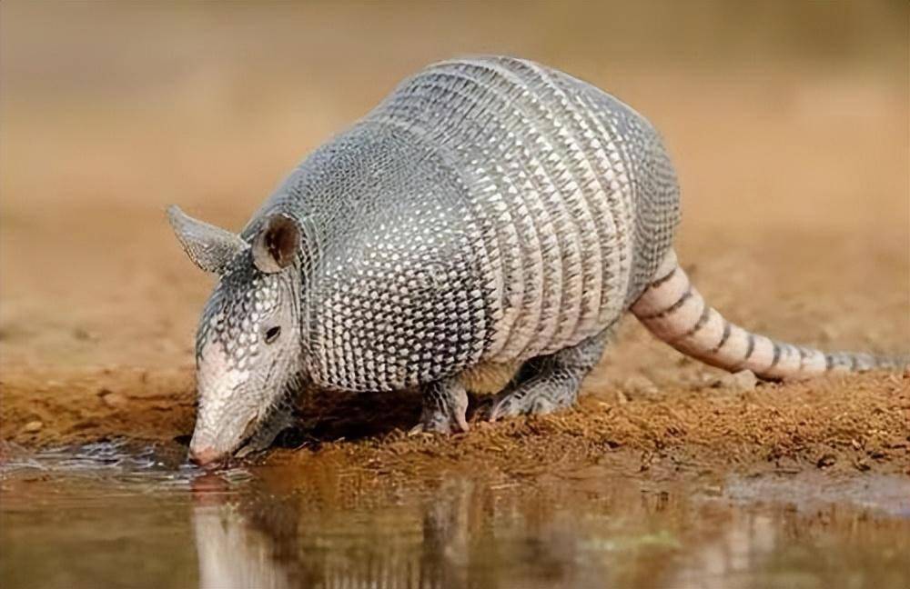 山东菏泽农田发现犰狳,这种动物产于美洲,名字却来自《山海经》_我国