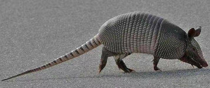 山东菏泽农田发现犰狳,这种动物产于美洲,名字却来自《山海经》_我国