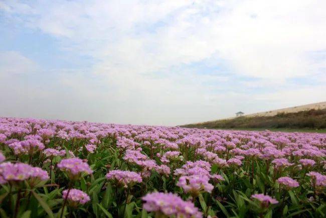 都昌花海图片