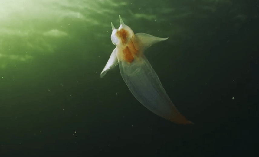 裸海蝶(又名,冰海天使)也吸引了令人意外的新访客——冰雪融化释放出