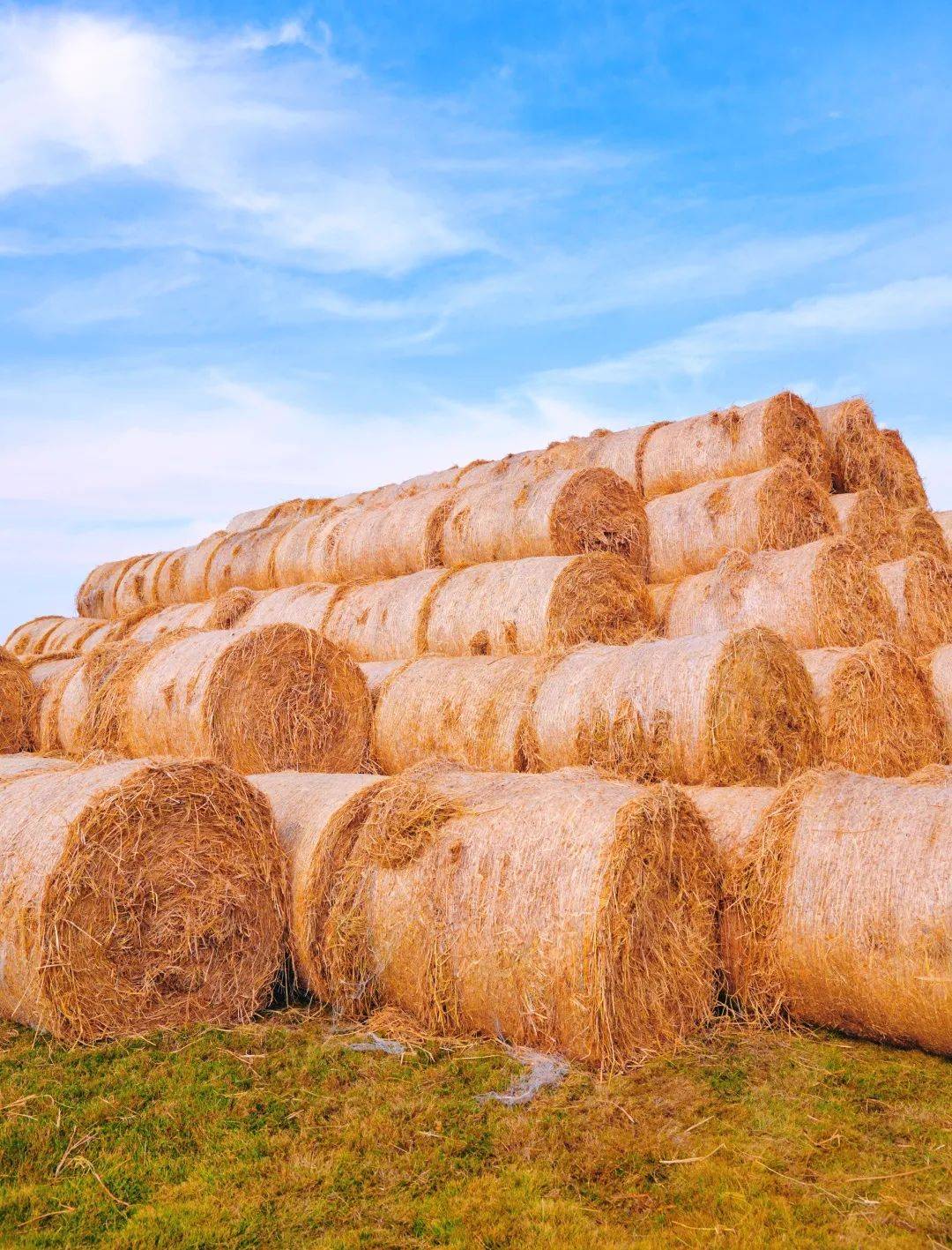 网红草垛乐园来啦!相约尧想国,我要找"稻"你!