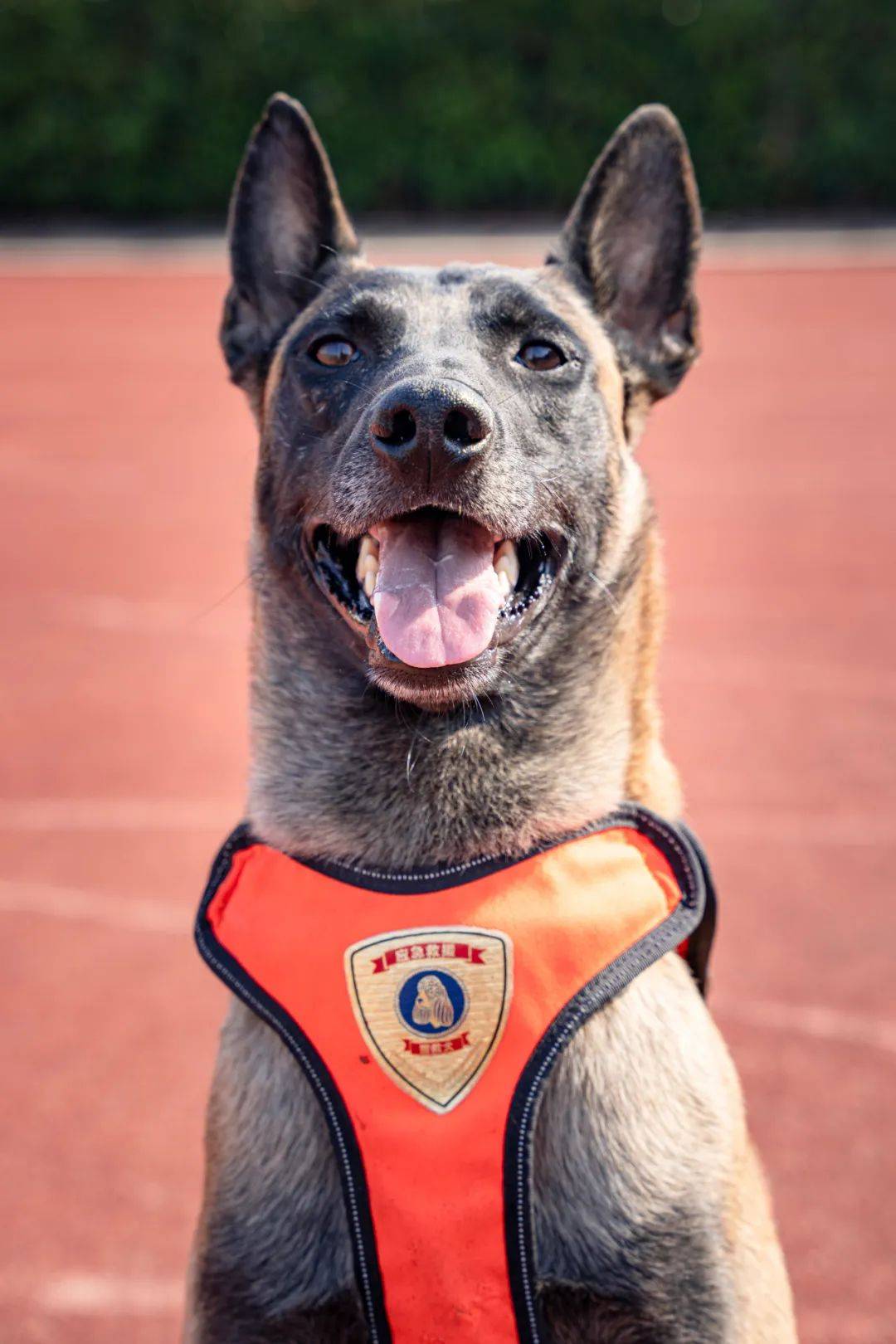 安妮颜值担当——安妮,作为站内公认的颜值担当,表情管理满分,无论