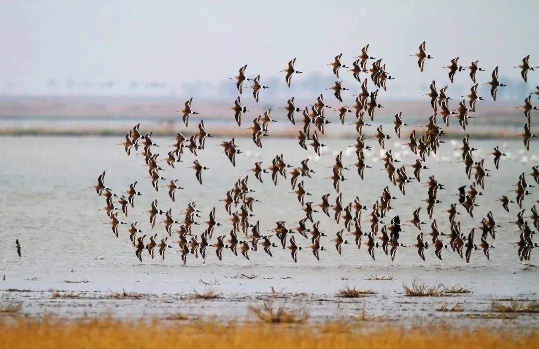看壮观的候鸟大迁徙,一起记录生命的奇迹_活动_北大港_湿地