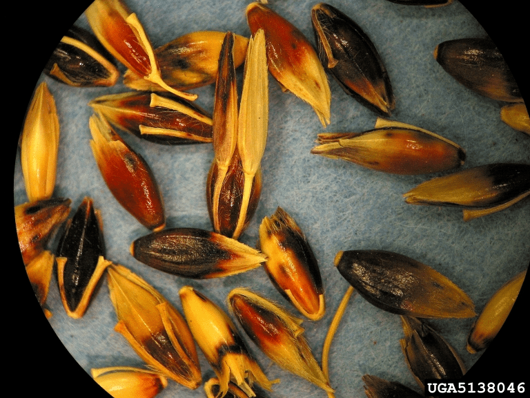 防范外来物种入侵丨假高粱_作物_中国_先端