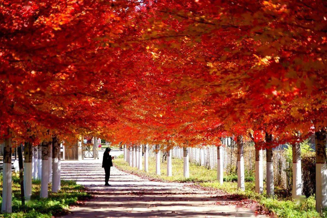 11月的第一天,讓我們繼續追尋秋的腳步~_遼陽_周祉旭_公園