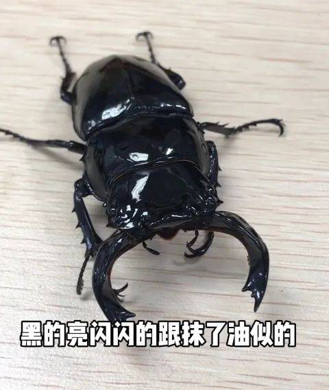 甲虫多少钱一只图片