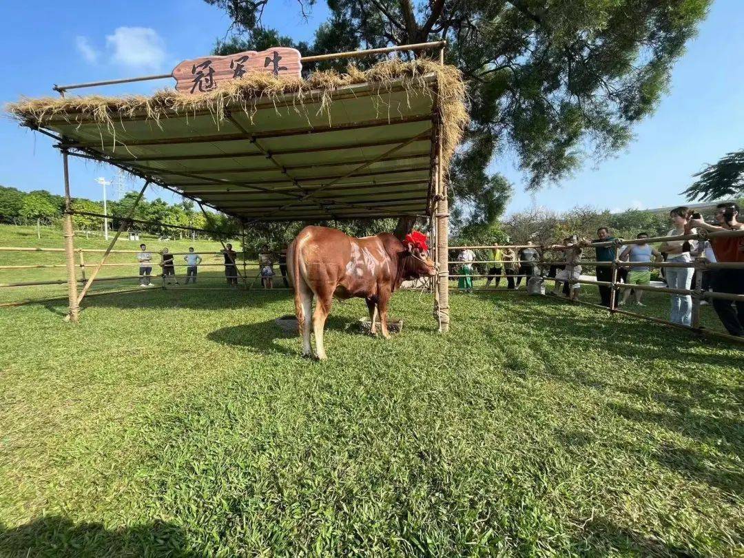 中山决定把"冠军牛"养起来!_沙溪镇_关岭_精神