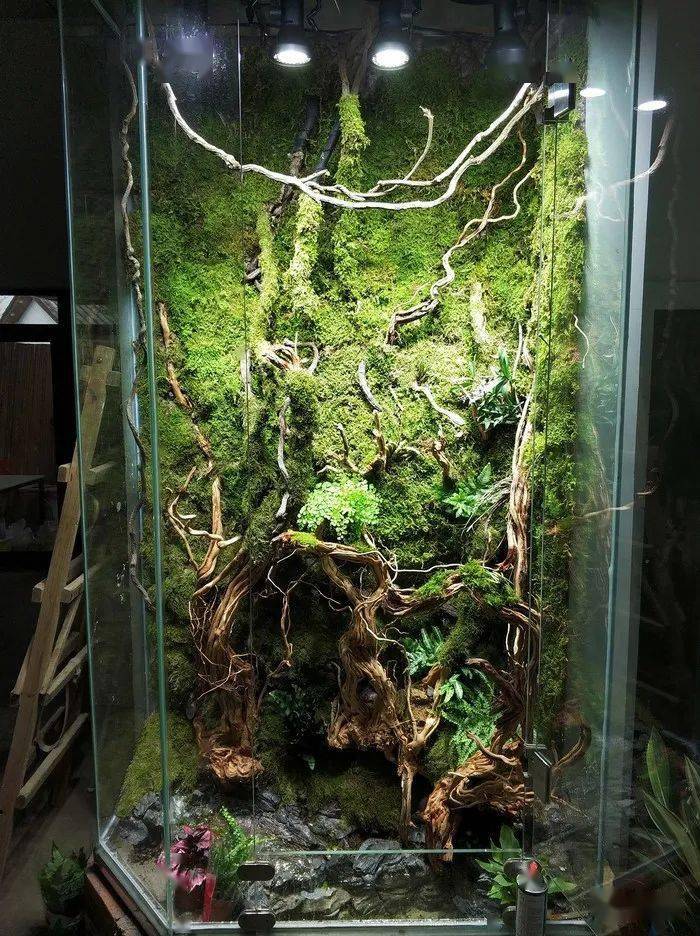 成都三圣乡线下体验店2米高的雨林缸景观_水族_文章_信息