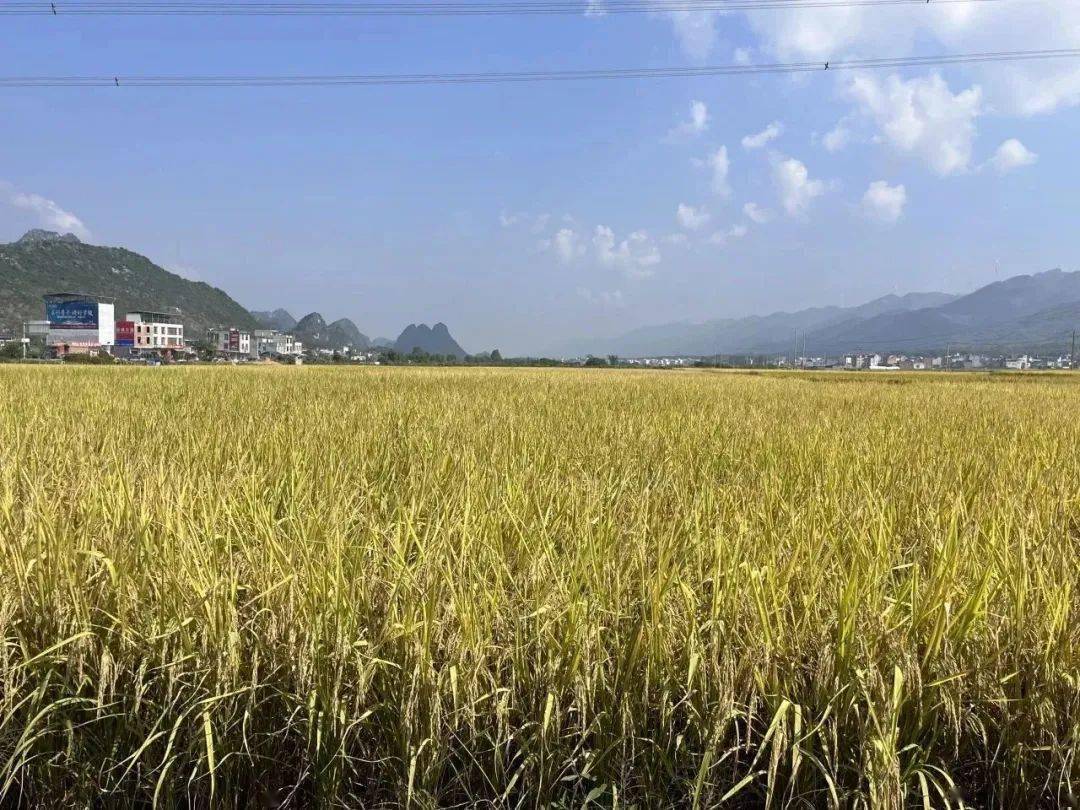 武宣县通挽镇:满田尽披"黄金甲",绘就万亩丰收图_农户_水稻_收割机
