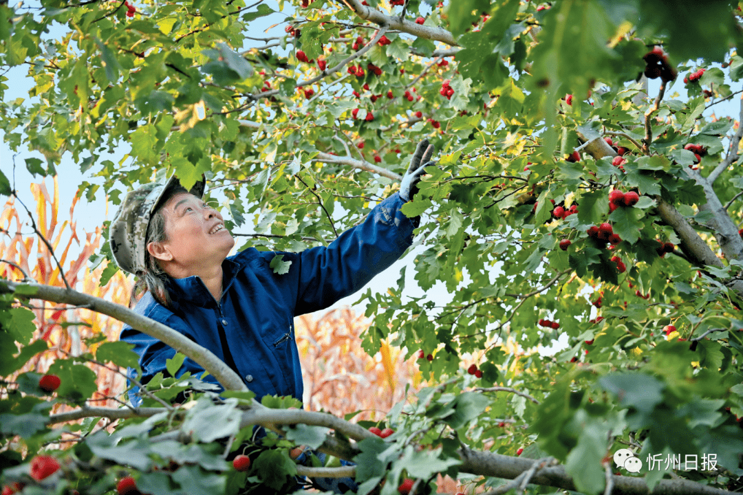 走进乡村看变化|定襄县宏道镇辛安村:山楂树下振兴路_种植_朱炳_项目
