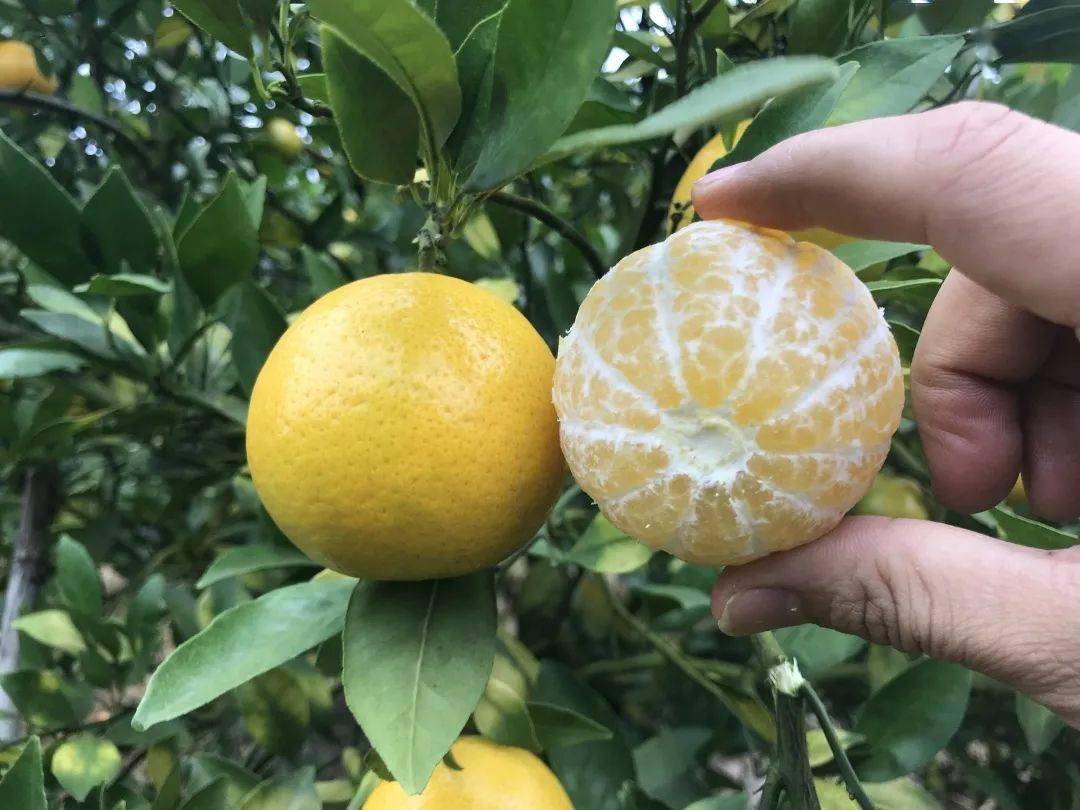 果子_种植_武鸣