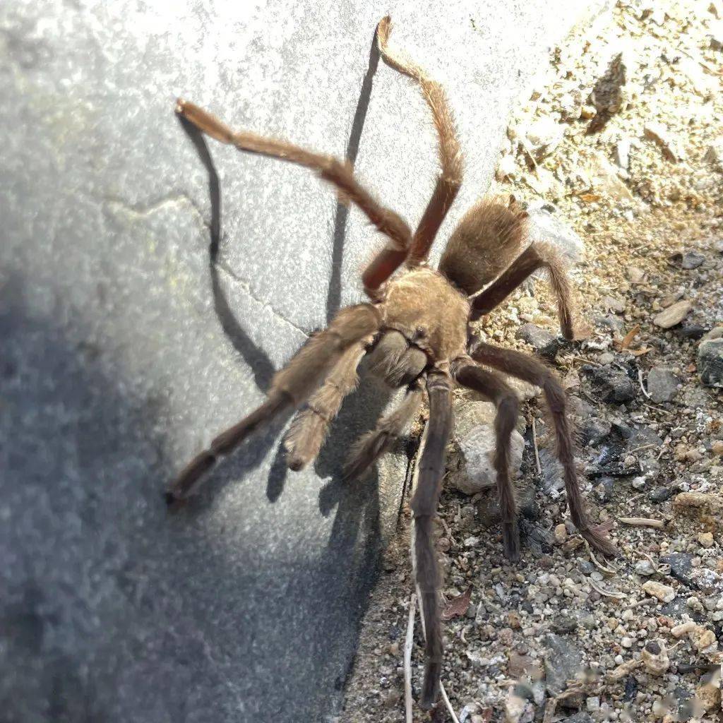 加利福尼亚-190号公路行驶,突然,他们注意到一只毛茸茸的蜘蛛正在横穿