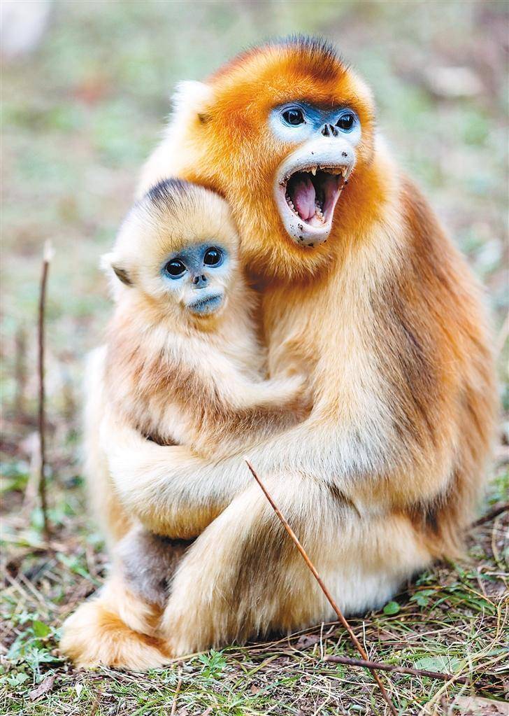 野外近距离监测金丝猴是种什么体验?记者带您穿山越岭探秘"美猴王"