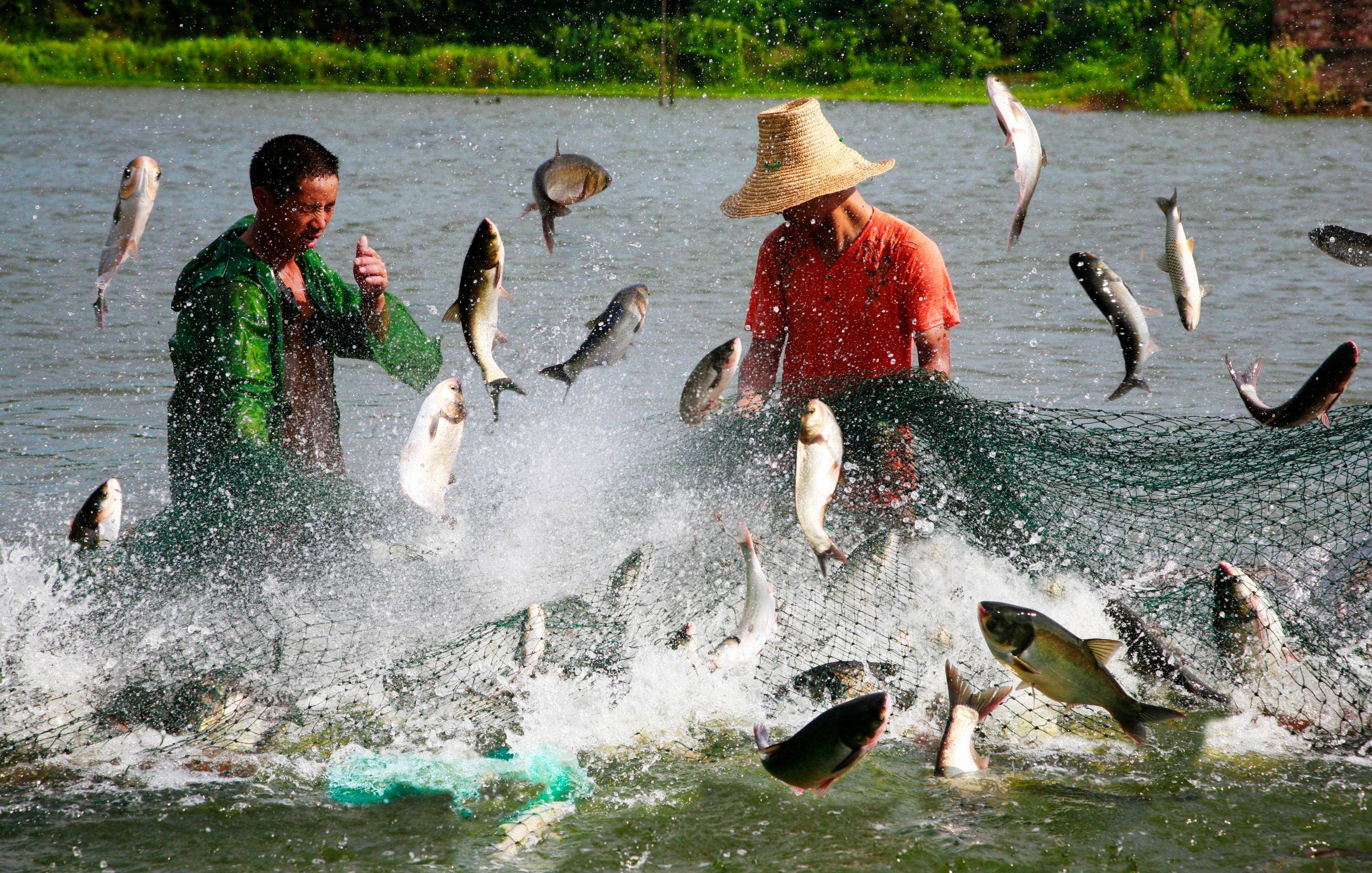 广州疍家人的幸福生活:从水上到岸上,见证乡村蝶变