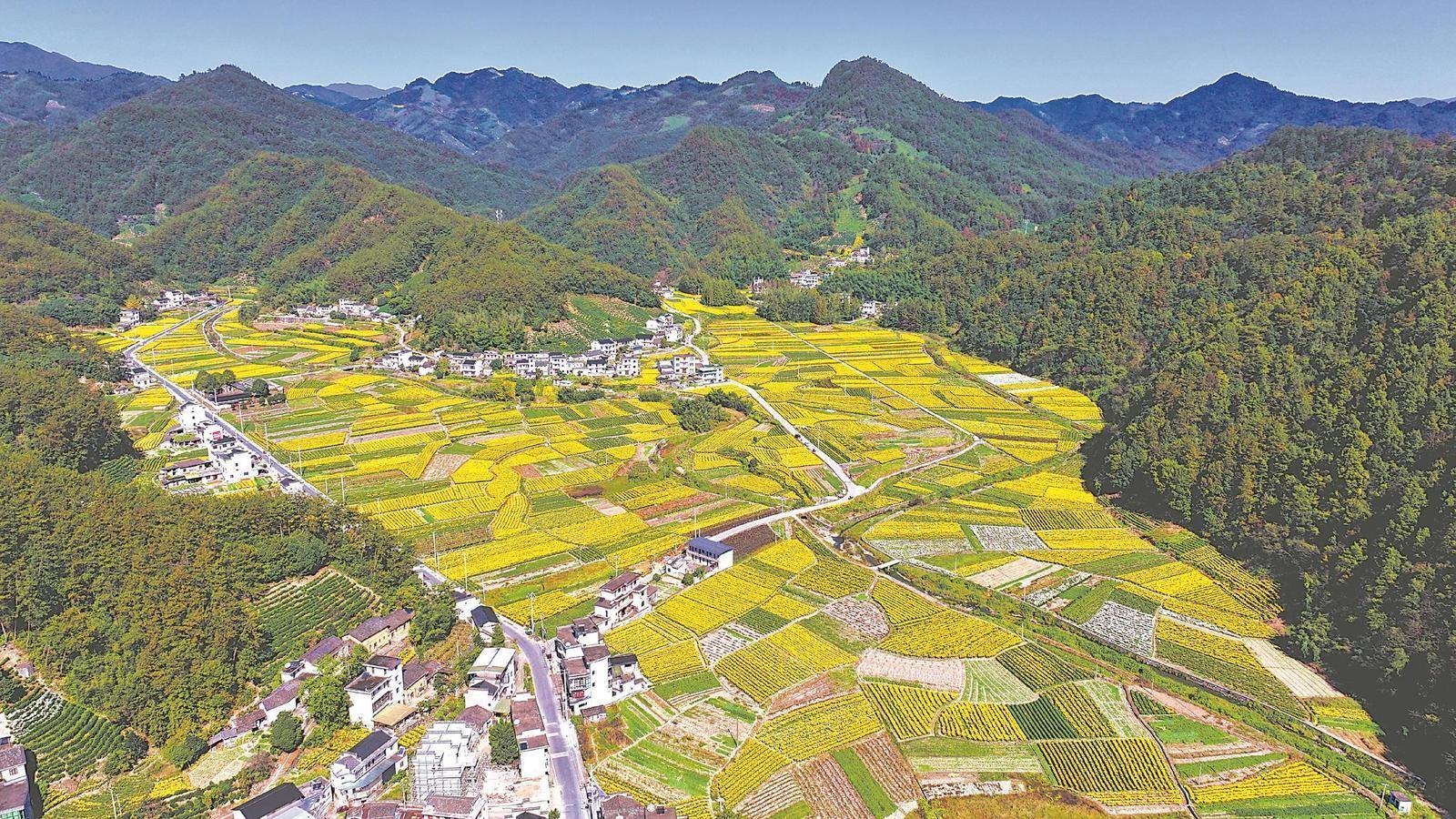 做好菊花产业文章_种植_桃园村_溪头镇