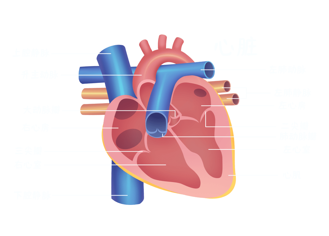 心脏的构造图解图片