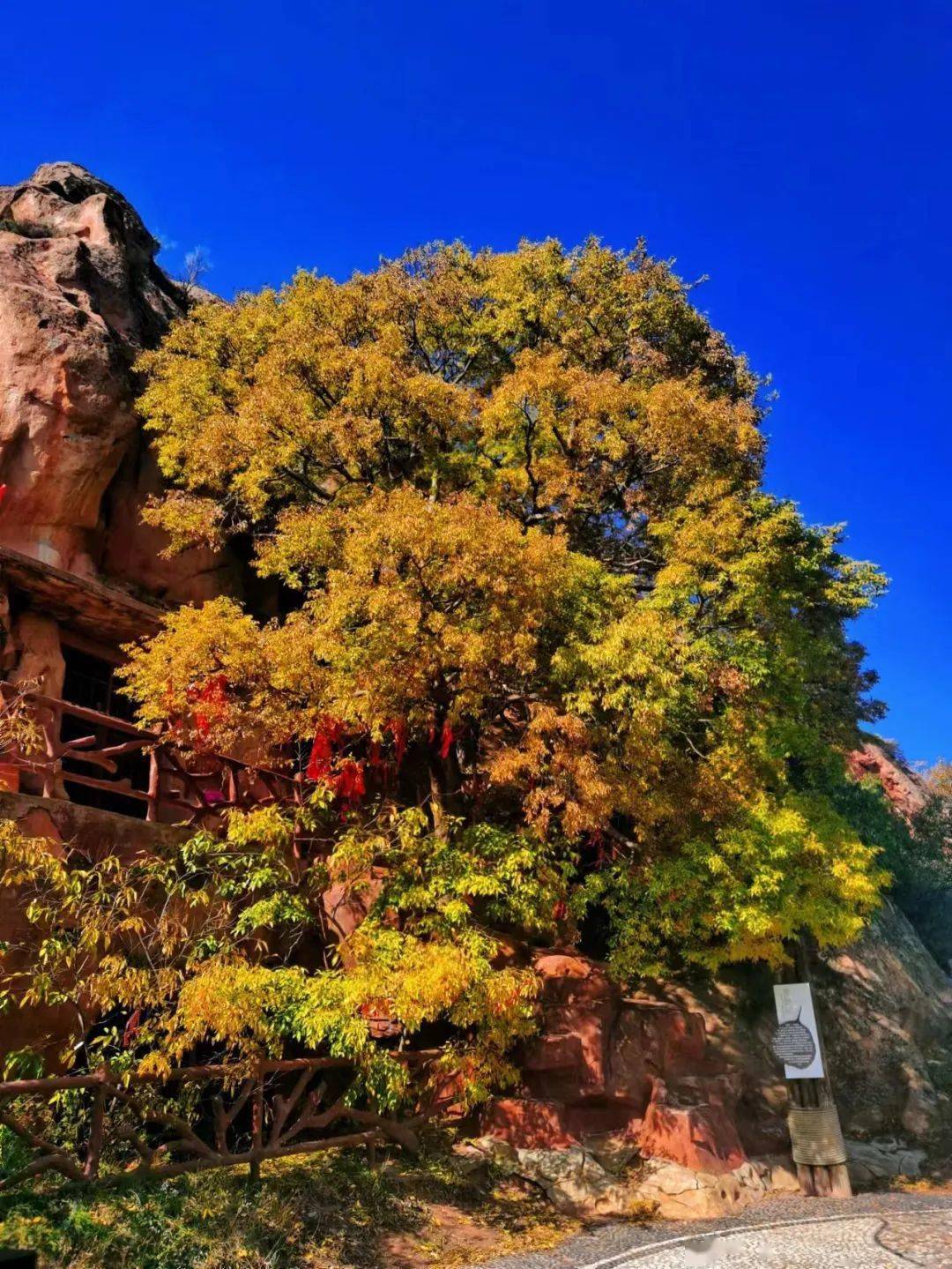 须弥山旅游区冬季福利已上线,小伙伴们快行动吧!_景区_游客_宁夏