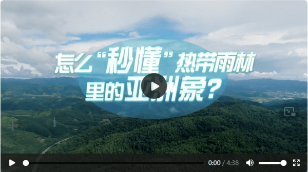 中国式现代化·青年的回答丨怎么“秒懂”热带雨林里的亚洲象？-第1张图片-太平洋在线下载