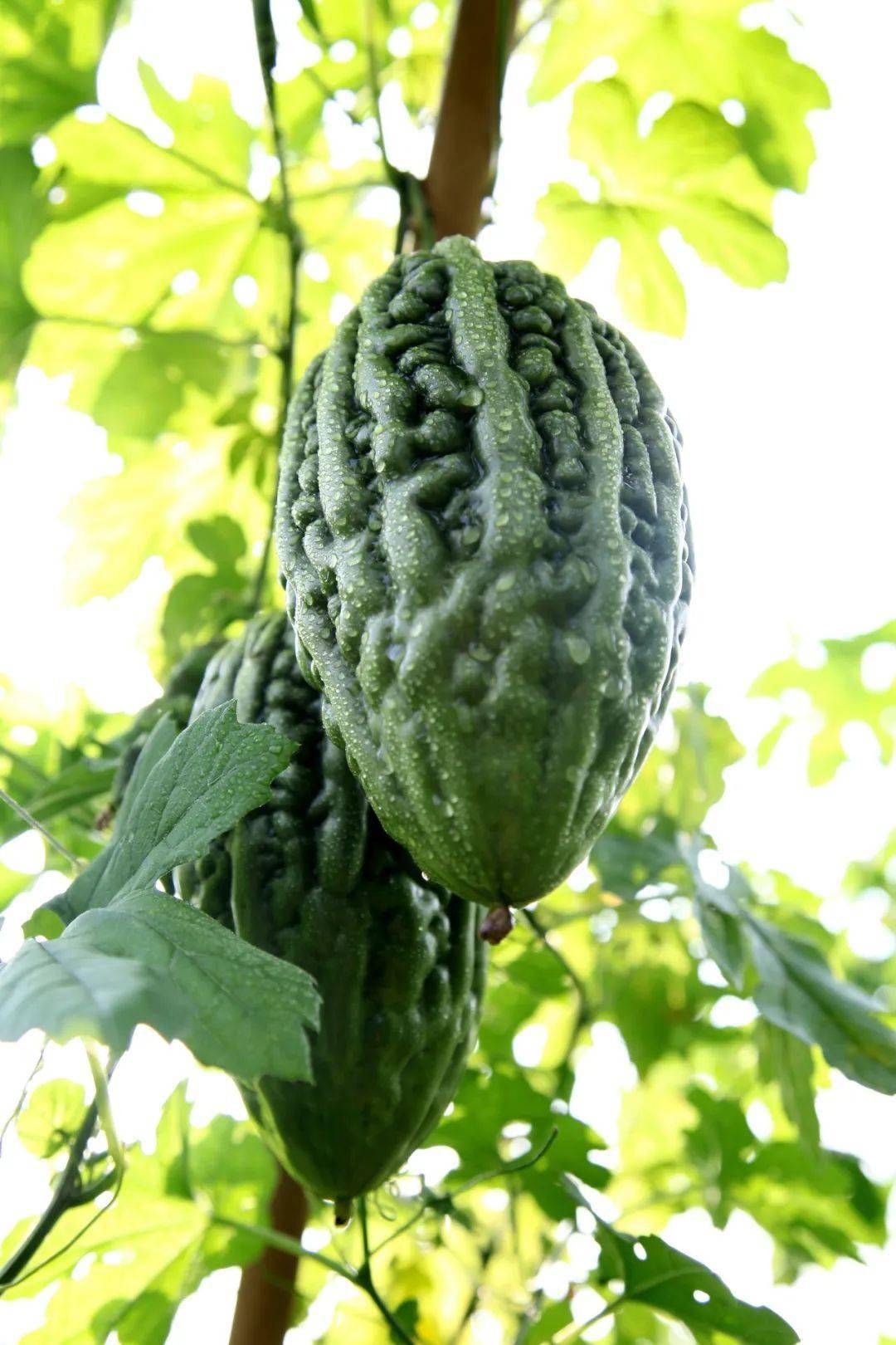 【蓬江风物】杜阮凉瓜,我的最爱