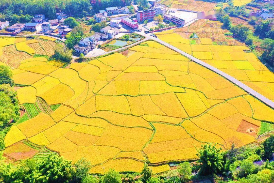 【赣州三农】正是丰收季 "橙"邀来赣州_赣南_脐橙_瑞金