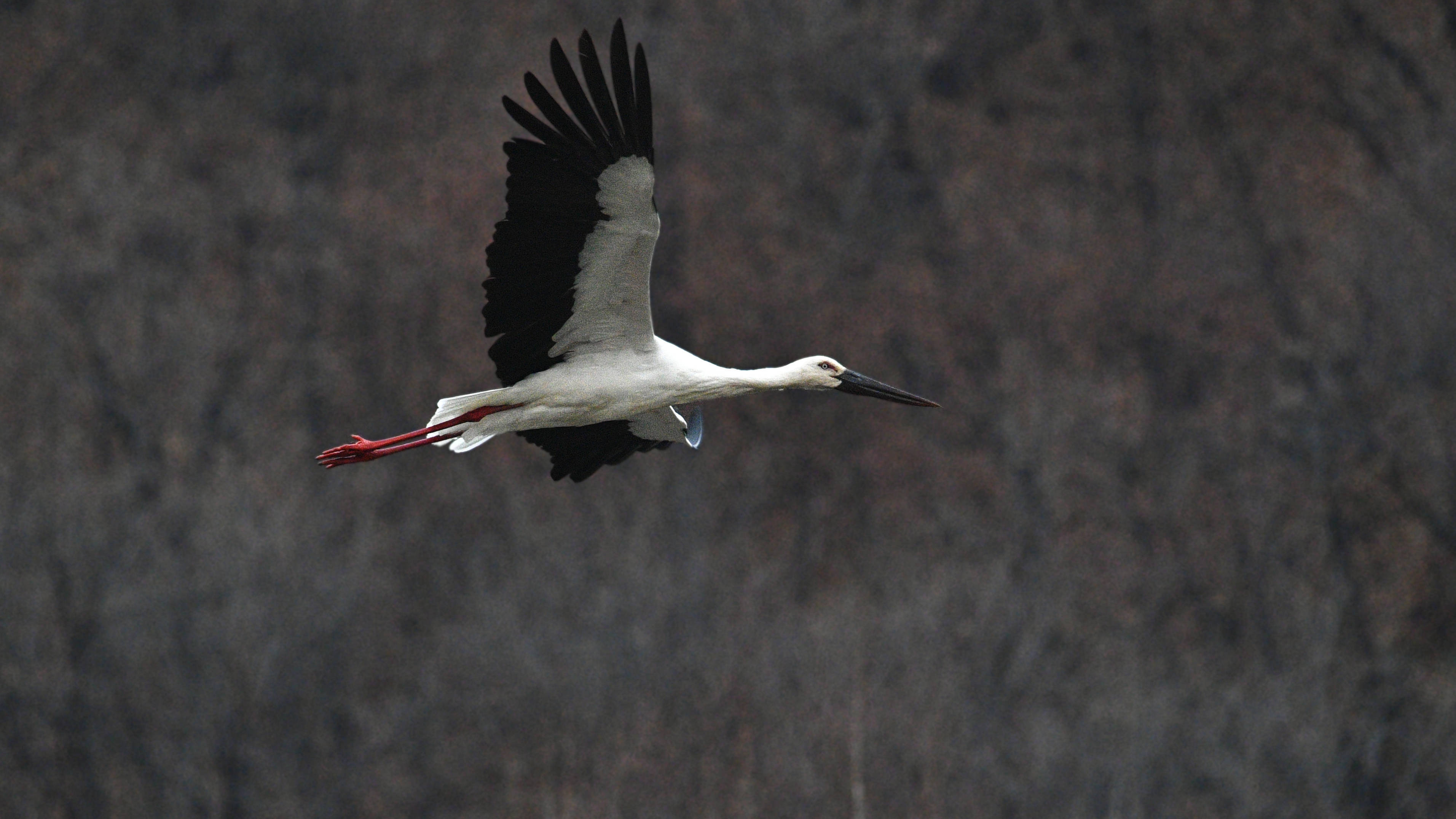 孙强烈在海浪河流域跟拍中华秋沙鸭时,偶遇到一群迁徙路过的东方白鹳