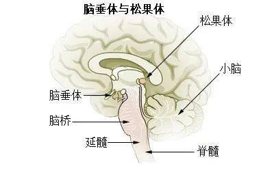 下丘脑解剖位置图片