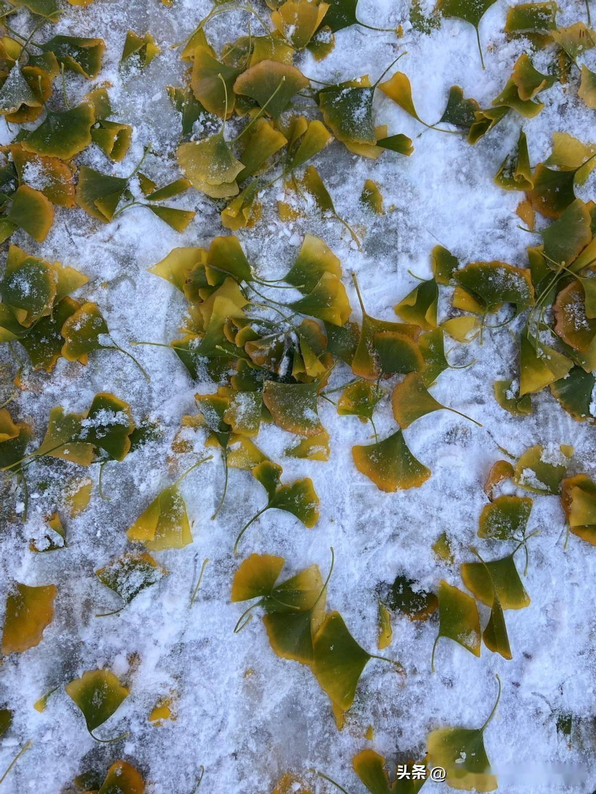 沈阳:被冻住的秋天_银杏_冰雪_树叶