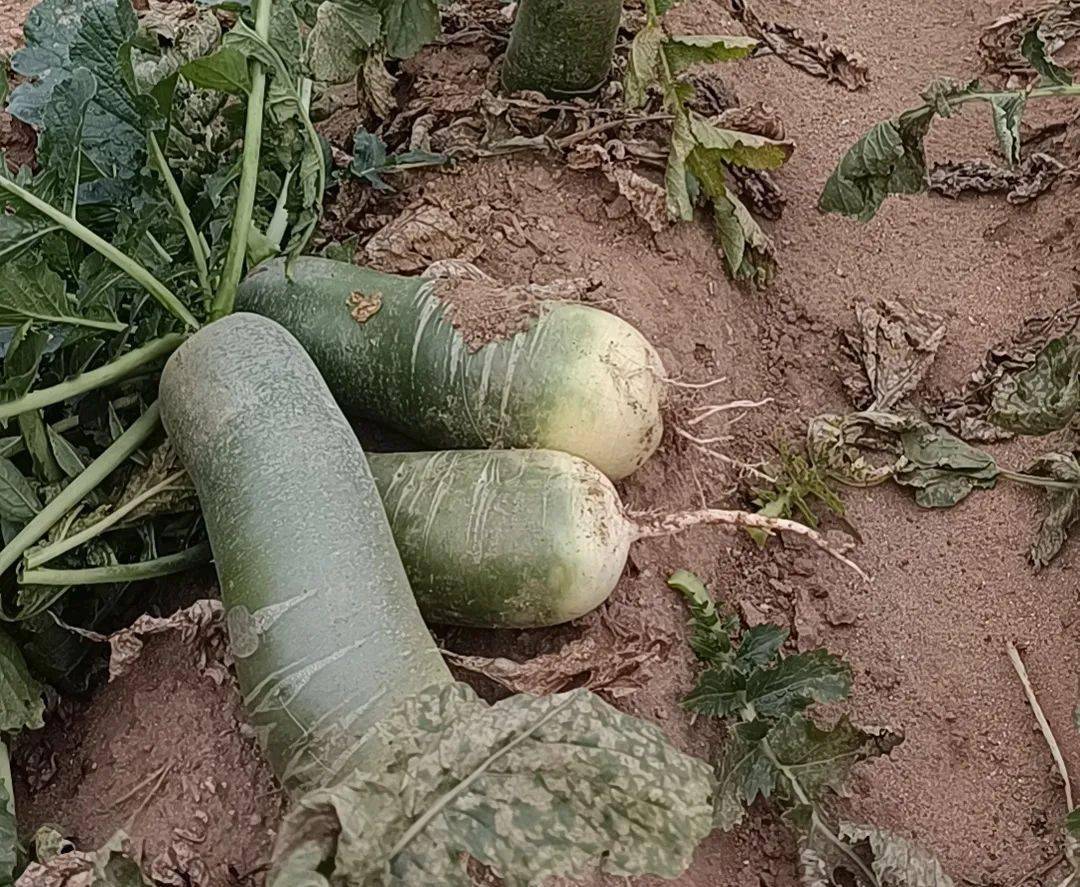 今年的秋菜真成"白菜价"了……_大白菜_大葱_萝卜